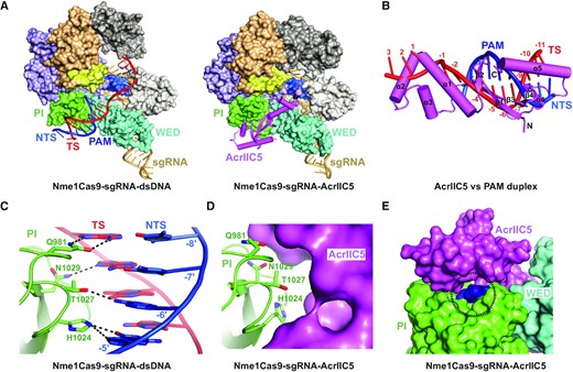 AcrIIC5 prevents binding of dsDNA to Nme1Cas9–sgRNA through hinderance of PAM recognition. (A) Structural comparison between Nme1Cas9 H588A–sgRNA–dsDNA complex (PDB: 6KC7) (left panel) and the Nme1Cas9–sgRNA–AcrIIC5 complex (right panel). (B) Superposition of structures of Nme1Cas9–sgRNA–AcrIIC5 and Nme1Cas9 H588A–sgRNA–dsDNA (PDB: 6KC7) complexes. The PI domains of the two structures were chosen as the reference. Only AcrIIC5 (violet) and the PAM duplex (red and blue) are displayed. (C) Interactions between the PAM sequence and Nme1Cas9 in the structure of Nme1Cas9 H588A–sgRNA–dsDNA (PDB: 6KC7). (D) PAM recognition residues are covered by AcrIIC5 in the structure of Nme1Cas9–sgRNA–AcrIIC5. (E) AcrIIC5 covers the PAM recognition residues in the structure of Nme1Cas9–sgRNA–AcrIIC5. The surface of the PI domain comprised of the PAM recognition residues is shown in blue and highlighted by a dashed-line circle.