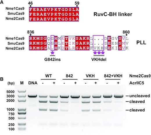 Engineering of Nme2Cas9 based on sequence alignment. (A) Sequence alignments of the RuvC-BH linker and PLL regions of Nme1Cas9, SmuCas9, and Nme2Cas9. Distinct features of Nme2Cas9 are highlighted with violet rectangle and labeled with stars. Three variants of Nme2Cas9, designated as G842ins, VKHdel and (G842ins + VKHdel) double mutants were designed based on this sequence alignment. (B) DNA cleavage activities of Nme2Cas9 variants in absence or presence of AcrIIC5 using a linearized plasmid substrate. Cleavage was performed at 37°C for 10 min. The ability of AcrIIC5 (molar ratio Cas9:Acr of 1:10) to inhibit wild-type (WT), glycine 842 insertion (842), three-residue deletion (VKH), or 842 + VKH was measured by 1% agarose gel stained with ethidium bromide. The figure is a representative of three replicates.