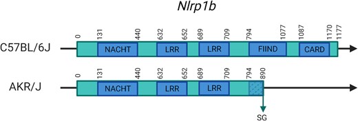 Representation of the new SG variant in Nlrp1b in AKR/J mice and its effects on the protein, which is in C57BL/6J 1177 AAs in size. Domains are added based on UniProt/InterPro. FIIND and CARD domains are, respectively, partially or completely affected by the truncation. NACHT, nucleoside triphosphatase (NTPase) domain; LRR, leucine-rich repeat; FIIND, function to find domain; CARD, caspase activation and recruitment domain.