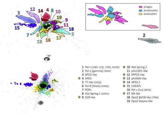 Non-hierarchical clustering of PolA sequences. A comprehensive dataset of all PolA sequences (black points) was obtained from UniProt in October 2021. The 3D distribution of the points was generated with CLANS (35) using the pairwise scores of sequence similarity (evolutionary distance) between individual polymerases. Two planar projections of this distribution are shown on the left (90° rotation). The 19 major clusters of PolA sequences, corresponding to PolA subfamilies, are coloured and numbered in decreasing order of size. Their names (known or proposed) and PDB codes (if applicable) are given in the key on the bottom right: yellow stars denote new subfamilies identified in this work. White dots in the top-left projection mark the position of known PolA X-ray structures. The same cluster projection was recoloured (framed insert on the top right), assigning one colour to each type of carrier species: phages (magenta), prokaryotes (blue) and eukaryotes (yellow). Double affiliation of clusters #2 and #8 is highlighted by coloured stripes.
