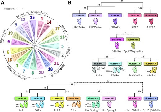 Phylogenetic relationships between the 19 PolA subfamilies. (A) Five representatives of each cluster were selected for the multiple sequence alignment of their corresponding Klenow-like large fragments, prepared with Clustal Omega (45) and visualized as an unrooted dendrogram (left). The branches were coloured to match the clusters’ colours as in Figure 1; they form five or six distinct groups (superclusters) of closely related subfamilies, presented schematically around the tree. (B) The superclusters with supporting bootstrap values between the clusters’ branches are presented on the annotated cladograms to the right and below the tree. The bootstrap values were generated with MEGA X (52), using the Maximum Likelihood method and taking 100 replicates. Dotted connections represent more distant relationships. A cartoon domain representation is shown below each cluster. Dashed contours represent domains/proteins present only for some members of a given subfamily; PolA-interacting proteins (separate polypeptide chains) are filled in stripes (see Table 1).