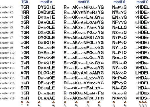 Sequence motifs of the 19 PolA clusters. Each cluster is presented with a sequence logo, where the height of each residue type is proportional to its frequency. Motifs A, B, 6 and C, already recognized in the PolA family (57,58), are complemented with the TGR motif, also conserved in related Klenow-fold polymerases (DNA-dependent DNA and single-subunit RNA) (140,141). Positions of highly conserved residues are marked by orange triangles below. They are given a unique label corresponding to the motif they belong to and their order of appearance. Among them, position B3 shows the highest variability. Cluster #18-specific insertion in motif B is replaced with a blue ellipsis. See Supplementary Figure S1 for the structural context of the motifs, lining the DNA binding site and the polymerase catalytic site.
