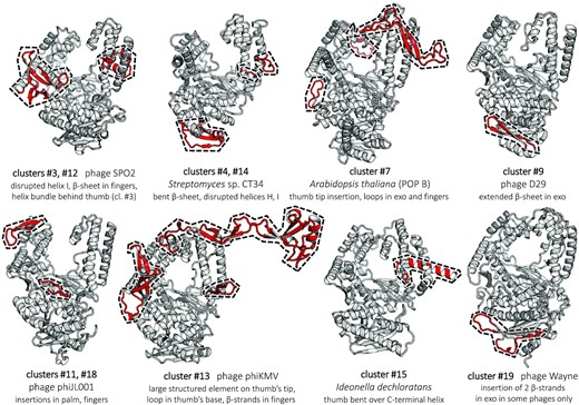 Ribbon representation of PolA structures predicted with AlphaFold2 (39), revealing idiosyncratic structural elements. Keys below the cluster representatives include the associated clusters, source organisms and the description of prominent features conserved within the clusters. These features are highlighted on the models in red and marked by a dashed contour; their amino acid sequence boundaries are specified in Supplementary Table S3. The remaining typical common structural elements are in grey. All structures are viewed from the same angle.