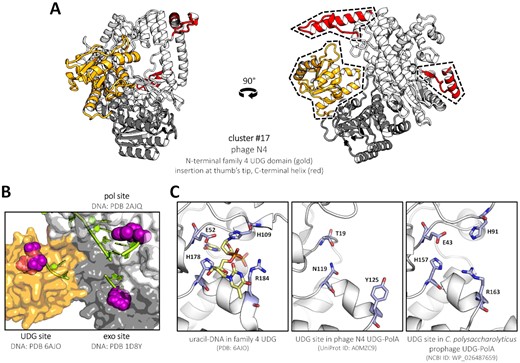 The predicted structure of phage N4 DNA polymerase, representing cluster #17, containing a supplementary domain matching family 4 uracil-DNA glycosylases (UDGs). (A) Ribbon representation, front and side view. The particular position of the UDG domain (gold) on the interface between the exo (grey) and pol (white) domains is conserved among the clade and other, unclassified UDG-PolAs. Other features specific to N4-like UDG-PolAs (red) are mapped and labelled as in Figure 4. (B) Surface representation, top-sideways angle. The three catalytic sites of N4 UDG-PolA are filled with DNA strands modelled from other structures (DNA strands shown as filled lime sticks, nucleotide substrates represented by purple spheres) and labelled above or below. All three pockets reside equidistantly from each other (30–35 Å). (C) Comparison of a functional family 4 UDG protein UdgX (left) with AlphaFold2 models of representative UDG-PolAs. While a deletion and several mutations in the catalytic site clearly inactivate the glycosylase domain of N4-like enzymes (middle), some of the unclassified UDG-PolAs preserve all structural elements and catalytic residues (right). Descriptions including PDB or GenBank IDs are shown below the panels.