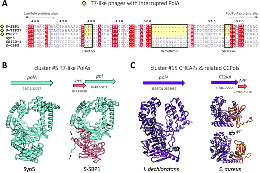 PolA enzymes missing the 3′–5′ exonuclease domain. (A) Genomic multialignment of T7-like PolAs (cluster #5) illustrating the genetic separation of the exo and pol domains. The disruption site of S-SBP1-like PolAs (yellow square) is compared with their close, but uninterrupted homologues. Phage names are given on the left. The start codon of pol, the stop codon of exo and the 1 nt deletion leading to a frameshift and termination of exo are conserved only among the interrupted PolAs (yellow boxes). Amino acid sequences of S-SBP1-like PolAs do not align with their uninterrupted homologues in the region of exo/pol overlap. (B) Predicted structure of a complete PolA of phage Syn5 (left, cyan) is essentially identical to the predicted complex of phage S-SBP1 exo and pol gene products (right, light red and cyan), except for the loose N- and C-termini introduced by the disruption (black arrows). Graphical representation of the corresponding genes along with their nucleotide boundaries is shown above the models, to scale. (C) Similar representation for exonuclease-truncated CCPol of S. aureus (dark violet, right, standard and 45°-rotated view) and its relative, I. dechloratans CHEAP (cluster #15, dark violet, left). CCPol keeps three helices of the exonuclease domain, through which it interacts with the MP protein (orange), according to the AlphaFold2 model.