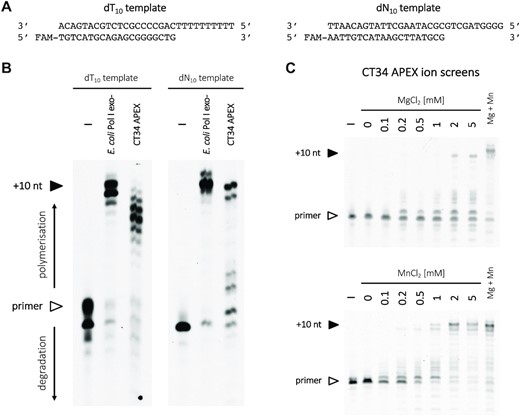 Polymerase activity of Streptomyces sp. CT34 APEX (cluster #4). (A) Two different substrates were used in the assay, with either dT10 or random dN10 template overhangs. (B) Enzymatic extension of the primer visualized on a polyacrylamide gel. Reaction mixtures were incubated at 37°C for 30 min. Lanes to the left represent a negative control without any polymerase, and a positive control with E. coli Pol I (Klenow fragment, 3′–5′ exo-). Bands corresponding to the primer are marked with a white arrow to the left, and fully extended products (+10 nt) with a black arrow. (C) Top: a screen for optimal MgCl2 concentration, between 0 and 5 mM, and no additional MnCl2. Bottom: a similar screen for MnCl2, with no MgCl2 added. The lanes to the left (–) correspond to a negative control, without polymerase; the lanes to the right (Mg + Mn) correspond to CT34 APEX in the presence of both 5 mM MgCl2 and 1 mM MnCl2.