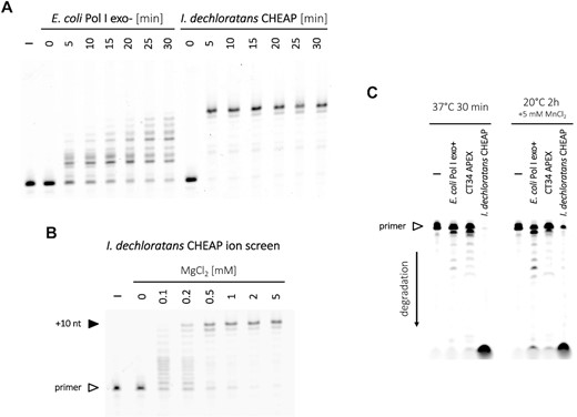 Primer extension activity of I. dechloratans CHEAP (cluster #15) and its strong exonuclease activity compared with CT34 APEX and E. coli Pol I. (A) Primer extension assay visualized on a polyacrylamide gel, with a dN10 overhang templating oligonucleotide (Figure 7A). E. coli Pol I (Klenow fragment, 3′–5′ exo-) and I. dechloratans CHEAP were incubated at 20°C for 0–30 min, as specified above the lanes. The lane to the left represents a negative control without any polymerase. (B) A corresponding MgCl2 concentration screen, between 0 and 5 mM, during 5 min incubation of the primed dN10 template with I. dechloratans CHEAP at 20°C. The negative control on the left had no polymerase added. (C) Exonuclease activity of E. coli Pol I (Klenow fragment), CT34 APEX and I. dechloratans CHEAP, shown for two different conditions specified above the gel images. Reaction mixtures included the dN10 overhang template strand and a labelled primer, with no added dNTPs.