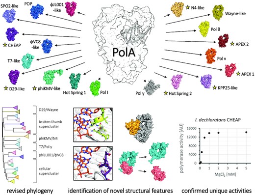 We distributed PolA sequences into 19 clusters, identifying eight novel subfamilies (yellow star). We present revised PolA phylogeny, describe novel structural idiosyncrasies and confirm functionality of two new bacterial subfamilies.