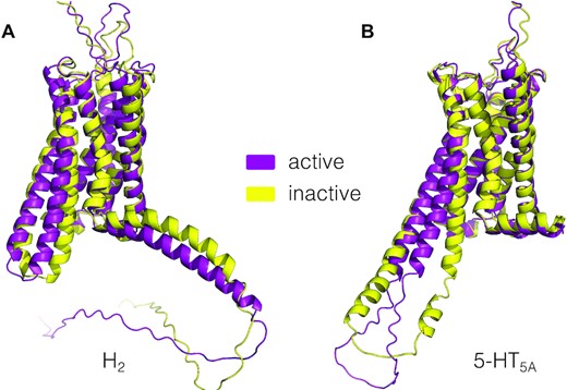 用AlphaFold-Multisate建立了组胺H2和5-羟色胺5-HT5A受体在活性和非活性状态下的结构模型。
