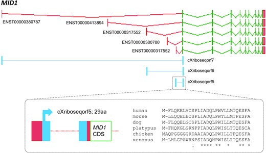 Upstream open reading frames in MID1. GENCODE 41 annotation includes five distinct transcript start site regions within midline 1 (MID1), a TRIM-family protein-coding gene. Five representative transcripts are shown here; additional transcriptional complexity has been omitted for clarity. Three replicated Ribo-seq ORFs are located on three transcripts: cXriboseqorf7, cXriboseqorf6 and cXriboseqorf5 found respectively on ENST00000380787, ENST00000317552 (the MANE Select transcript) and ENST00000317552. Each is a translated uORF, with three distinct first exon ORF portions being linked to a shared second exon ORF portion. The shared ORF portion has a positive PhyloCSF score, indicating that it has evolved as a protein-coding sequence. However, PhyloCSF only supports the protein-coding potential of one of the three alternative first exons, cXriboseqorf5 on ENST00000317552. A multispecies protein alignment (inset) finds that cXriboseqorf5 has intact orthologs across tetrapods with accompanying transcript support; beyond the five representative species shown, the ORF appears potentially conserved across vertebrates. This ORF has thus been annotated as the new protein-coding gene ENSG00000291314. In contrast, the first exon ORF portions of cXriboseqorf7 and cXriboseqorf6 present equivocal evolutionary signatures, lacking PhyloCSF support to indicate protein-level function. Nonetheless, cXriboseqorf7 at least is conserved as an ORF in mammals as well as reptiles and avians, and if this ORF is not protein-coding it may turn out to have a regulatory function that is evolving under a different mode of selection. This may also be true of cXriboseqorf6, and in fact, we do not rule out the possibility that both cXriboseqorf7 and cXriboseqorf6 encode functional proteins in spite of the lack of PhyloCSF support.