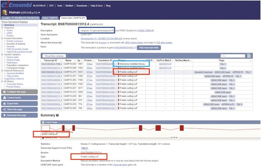 Screenshot from the Ensembl genome browser of the transcript view page for the gene CASP12 which contains transcripts annotated as Protein coding LoF. The status of the gene as having both functional and non-functional alleles is indicated by the dark blue box. The annotation of nonsense-mediated decay transcripts with fixed premature stop codons is indicated by the light blue box and the locations of the Protein coding LoF biotype flag are highlighted by the red box.