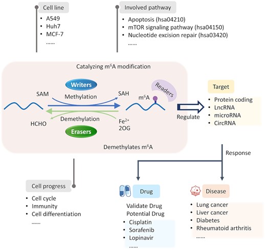 Function and corresponding mechanism of m6A writers and erasers in various cellular processes. The m6A modification is reversible and dynamic, which can not only be introduced into various target RNAs using the core methyltransferase complex (METTL3/METTL14/WTAP) and other adaptors, but can also be removed by the demethylases. These m6A-regulated RNAs which are involved in disease occurrence/progression and drug response were collected in M6AREG.