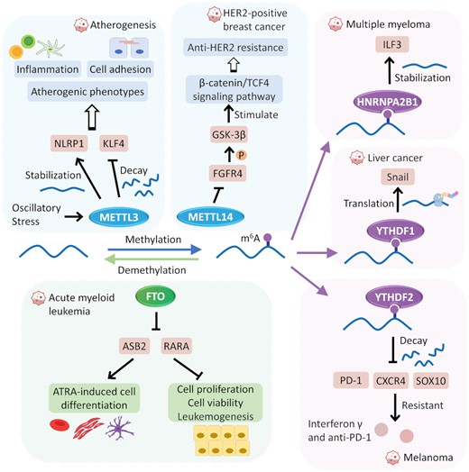 Representative examples describing the roles and corresponding molecular mechanisms of each m6A regulator in disease development and drug response. The m6A writer METTL3 can induce hypermethylation of NLRP1 and KLF4, and then up-regulate NLRP1 while downregulating KLF4 to elicit an atherogenic responses such as inflammation and cell adhesion. METTL14 decreases FGFR4 expression which could phosphorylate GSK-3β and stimulate β-catenin/TCF4 signaling to drive anti-HER2 resistance. FTO, as an eraser, promotes leukemogenesis and inhibits all-trans-retinoic acid-induced leukemia cell differentiation via reducing the m6A level in mRNA transcripts of ASB2 and RAR. The m6A readers, HNRNPA2B1, YTHDF1 and YTHDF2 individually promote multiple myeloma progression via stabilizing ILF3 mRNA, upregulating key transcription factors of the epithelial–mesenchymal transition in cancer via increasing translation of Snail, and sensitize melanoma cells to interferon γ and anti-PD-1 by causing the decay of PD-1, CXCR4 and SOX10.