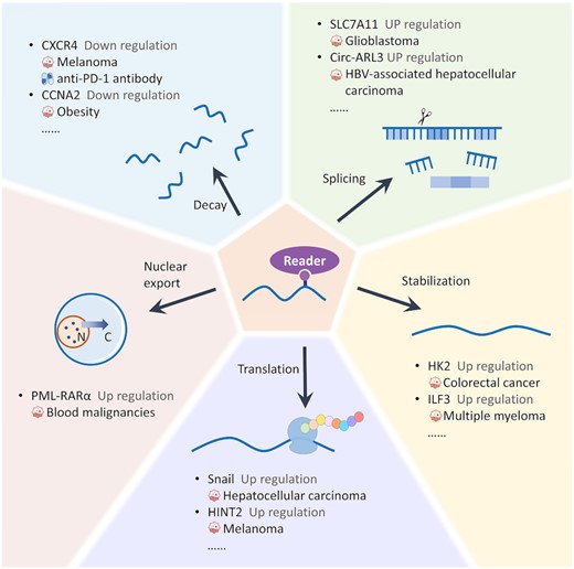 Different roles and mechanisms of m6A readers in various cell processes. Once the RNAs have been modified, different m6A writers will bind to the modification sites and perform diverse functions (RNA nuclear export, stabilization, translation, splicing and decay), which results in the up-/down-regulation of target genes. All RNAs that are involved in the regulation of disease occurrence/development and drug response of m6A writers were collected and explicitly described in M6AREG.