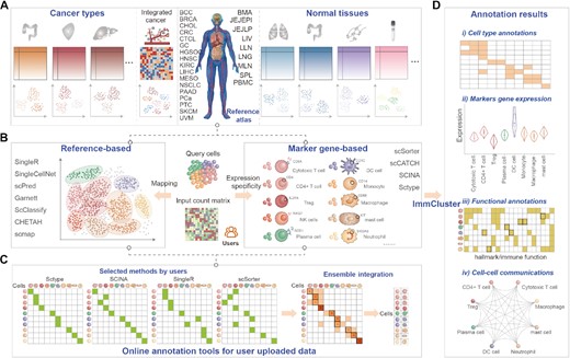 Schematic diagram of the overall design of ImmCluster. (A) Collection of reference transcriptomes from cancerous or normal tissues from published studies. (B) Computational methods for automatically annotating cell types. (C) Ensemble method is provided in ImmCluster. (D) Four main types of annotations are provided in ImmCluster.