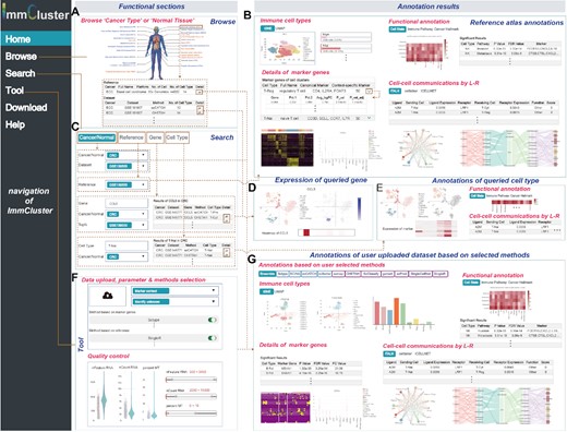 User interface and workflow of using ImmCluster. (A) Browse page of ImmCluster. (B) Annotation results of the reference datasets selected by users. (C) Search page of ImmCluster. (D) Expression of genes queried by users. (E) Annotations of cell types queried by users. (F) Tools provided in ImmCluster for annotating user uploaded data. Users must select parameters and methods; quality control was performed before cell type annotations. (G) Four main types of annotations were provided in ImmCluster, including immune cell type annotation, details of marker genes, functional annotations and cell–cell communications.