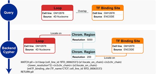GenomicKB supports queries related to positional relations between genomic entities. An example query of CTCF binding to loop anchors is illustrated.
