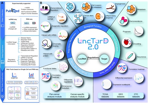 Data expansion and features of LncTarD 2.0. (A) Summary of the contents of the database, including the collection of articles reporting lncRNA–target regulations, the addition of lncRNA–target regulations information and mechanisms, and the construction of single-cell and RNA-seq/microarray web tools. (B) Data on the regulatory mechanisms, biological functions, and clinical application of lncRNA–target regulations in diseases are included. A panel of tools has been developed to mine, visualize, and analyze lncRNAs at single cell and RNA-seq/microarray levels.