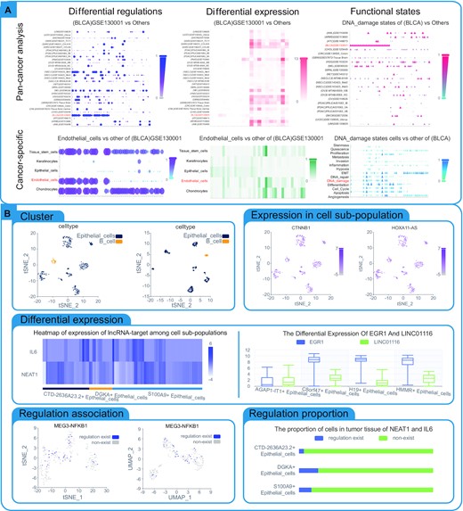 Workflow and case study using web tools in LncTarD 2.0. (A) Single-cell web tools were used to characterize dynamic lncRNA–target regulations in pan-cancer and cancer-specific analysis modules. The Wilcoxon rank-sum test was used to identify differential lncRNA–target regulations by comparing the activity of lncRNA–target between a given scRNA-seq dataset and other scRNA-seq datasets. The Wilcoxon rank-sum test was used to compare the expression levels of differential lncRNAs and genes between a given single-cell scRNA-seq dataset and other scRNA-seq datasets. (B) UMAP/tSNE-based cell clustering and cell clustering maps of cell-specific lncRNA–target regulations were performed using the R package Seurat. Differential expression of lncRNAs and targets was identified using the Wilcoxon rank-sum test.