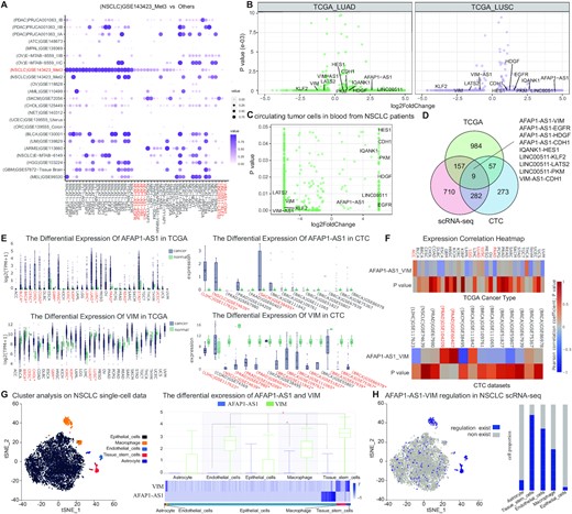A case study to identify risk lncRNA–target regulations in NSCLC. (A) the top ranked differential lncRNA–target regulations in NSCLC scRNA-seq datasets by comparing regulation activity with other single-cell datasets. Differential expression of lncRNAs and genes in (B), TCGA cohort and in (C) CTC datasets. (D) an integrative pipeline to identity risk lncRNA–target regulations in NSCLC. (E) Differential expression of AFAP1-AS1 and VIM in TCGA cohort and in CTC datasets. (F) Pearson correlation coefficients and significance P-values between AFAP1-AS1 and VIM in TCGA cohort. (G) cell clustering maps and differential expression analysis of AFAP1-AS1 and VIM in NSCLC cell subpopulations. (H) Distribution of the AFAP1-AS1-VIM regulation in the tumour microenvironment of NSCLC (left panel) and the cell proportion of AFAP1-AS1-VIM regulation in cell subpopulations (right panel).