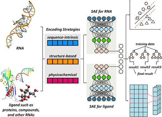 RNAincoder: a deep learning-based encoder for RNA and RNA-associated ...
