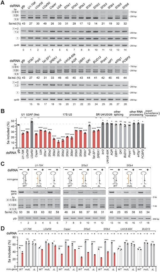 RNAi screening of RBPs that have effects on AS of the Sf3b3-PE. (A) Knockdown of 28 RBPs using dsRNA in S2 cells to screen RBPs that have effects on AS of the endogenous Sf3b3-PE (5a). (B) Quantitation of the endogenous Sf3b3 isoforms with spliced-in PE in RBP knocked down cells. (C) AS of the Sf3b3-PE from WT and mutant mini-genes in RBP-KD S2 cells. (D) Quantitation of the Sf3b3 isoforms from mini-genes with the spliced-in PE. Statistical data are shown as mean ± standard error of the mean (SEM): *P < 0.05, **P < 0.01, ***P < 0.001, ****P < 0.0001, ns: no significance.