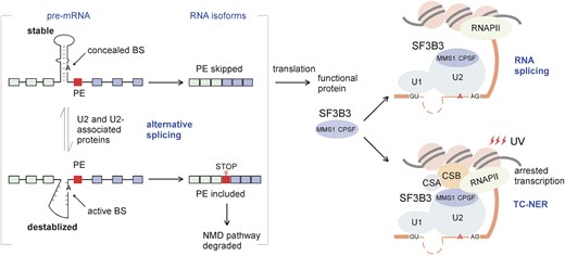 Conserved intronic RNA secondary structure with concealed BS regulates AS of the SF3B3-PE and modulates the transcription-coupled DNA repair. Left: Conserved intronic RNA secondary structure with concealed BS regulates AS of its downstream PE. The stable secondary structure blocks the usage of the BS-adenosines, while the destabilized structure allows for efficient splicing of the downstream PE. The PE-skipped isoform will be translated into a functional protein, while the PE-included isoform will be degraded through the NMD pathway. The AS balance of the two RNA isoforms determines the level of protein. Right: Regulated by the most conserved secondary structure with concealed BSs in animal introns, SF3B3 facilitates DNA repair and protects genome stability by enhancing the interaction between ERCC6/CSB and the arrested RNAPII on the UV irradiation-damaged DNA, as well as functioning in the pre-mRNA splicing. TC-NER, transcription-coupled nucleotide excision repair; CSA and CSB are key factors in the TC-NER subpathway. The MMS1 domain in SF3B3 is sufficient for facilitating DNA repair.