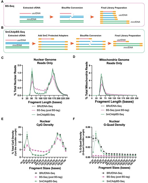 5mCAdpBS-Seq protocol reduces the inclusion of DNA degradation in the ultrashort region of the final library. (A) Schematic of the routine BS-Seq workflow incorporates degraded cell-free DNA or genomic DNA, which enters the library, potentially masking the uscfDNA methylation signal. (B) 5mCAdpBS-Seq protocol in which pre-methylated adapters are attached prior to bisulfite conversion, preventing degraded DNA from entering the final library. (C) BRcfDNA-Seq (black), BS-Seq (pink), and 5mCAdpBS-Seq (green) protocols generate different fragment profiles for reads aligning to nuclear and (D) mitochondria genomes. (E) CpG density and (F) G-Quad density of 5mCAdpBS-Seq resemble the BRcfDNA-Seq profiles compared to the BS-Seq protocol. The reads that align to mitochondria contributed to the minority of the total sequence reads, averaging 0.35 ± 0.006%, 0.0135 ± 0.002% and 0.0664 ± 0.012% for BRcfDNA-Seq, BS-Seq and 5mCAdpBS-Seq, respectively. Data are presented as the mean and SEM of five paired non-cancer samples.