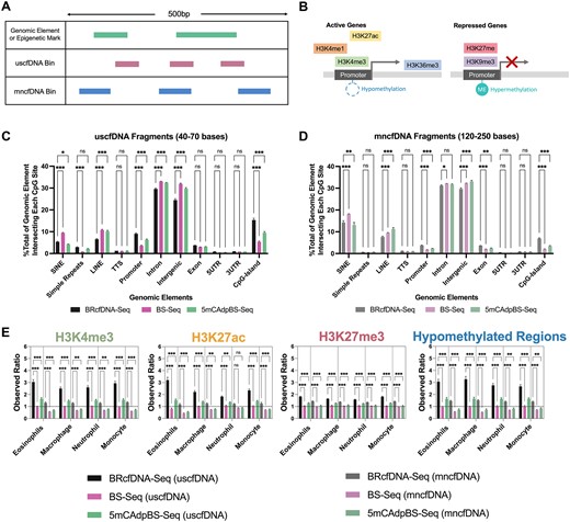 The 5mCAdpBS-Seq protocol resembles BRcfDNA-Seq in regard to the coverage of genomic elements and epigenetic marks. (A) Schematic of intersection methodology to determine where uscfDNA or mncfDNA bases overlap with genomic elements and epigenetic mark regions in reference bed files from genomic or ChIP-seq databases. (B) Genomic regions derived from epigenetic marks, including methylation patterns and histone modifications, are associated with active or repressed gene activity. (C) The percent composition of genomic elements at each CpG-site was compared between BRcfDNA-Seq (black), BS-Seq (pink), and 5mCAdpBS-Seq (green) protocols for uscfDNA bins (40–70 bases) and (D) mncfDNA bins (120–250 bases). SINE: short interspersed nuclear element, LINE: long interspersed nuclear element, TTS: transcription termination site, 5′UTR: 5′ untranslated region, 3′UTR: 3′ untranslated region. (E) Observed ratio (% of intersecting bases in bed file to % intersecting bases in randomly shuffled control bed files) for each epigenetic mark in uscfDNA and mncfDNA bins. Randomly shuffled bed files were generated for each sample to act as a control for intersection locations. The horizontal dotted line represents the observed ratio of 1.0. Data are presented as the mean and SEM of five paired non-cancer samples. * P< 0.05, ** P< 0.01, *** P< 0.001, Tukey's multiple comparison test after two-way ANOVA. Only comparisons with BRcfDNA-Seq are shown.