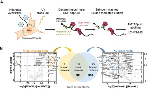 Identification of cellular proteins bound to influenza virus NP-mRNA in human infected cells. (A) Schematic representation of the eRIC approach. Created with Biorender.com. (B) Volcano plots showing the log2 fold change (x axis) and its significance (–log10(P-value)) associated to a False Discovery Rate < 1%, y axis) of each protein (dots) in the eRIC experiments. Left plot: the log2 fold change refers to the enrichment in infected crosslinked (IAV + XL, n = 3) versus non-infected crosslinked (noIAV + XL, n = 3) samples. Right plot: the log2 fold change refers to the enrichment in infected crosslinked (IAV + XL, n = 3) versus infected non-crosslinked (IAV + noXL, n = 2) samples. Orange and blue dots represent proteins enriched in IAV + XL versus noIAV + XL samples, and proteins enriched in IAV + XL versus IAV + noXL samples, respectively. The set of 16 cellular proteins found to be enriched in both comparisons is referred to as the core interactome of the viral NP-mRNA. The viral NP and NS1 proteins are indicated in bold.