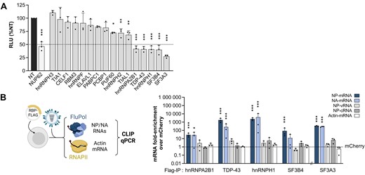 Functional analysis of the NP-mRNA core interactome. (A) Secondary screening of the proteomics hits by siRNA-mediated silencing. A549 cells were treated with control non-target siRNAs (NT, black bar), NUP62 siRNAs (white bar) or siRNAs targeting the indicated RBPs (grey bars) and infected at 48 hpt with the WSN-PB2-2A-Nanoluc virus (0.001 PFU/cell). Luciferase activities were measured in cell lysates prepared at 24 hpi. The data shown (RLU: Relative Light Units) are expressed as percentages (100%: non-target siRNA) and are the mean ± SD of three independent experiments performed in triplicates. *P < 0.05; **P < 0.01; ***P < 0.001 (one-way ANOVA and Dunnett's multiple comparisons test, reference: NT). (B) Validation of viral mRNA-binding proteins. CLIP-qPCR was performed on HEK-293T cells overexpressing one of the candidate RBPs fused to the 3xFlag tag at its C-terminal end (hnRNPA2B1-, TDP-43-, hnRNPH1-, SF3B4-3xFlag) or N-terminal end (3xFlag-SF3A3). The mCherry-3xFlag protein was used as a negative control. At 48 hpt, HEK-293T cells were infected with WSN at a MOI of 5 PFU/cell for 6 h before UV crosslinking, lysis and pulldowns were performed. After the pulldown, RNAs cross-linked to RBPs were eluted from the beads by proteinase K digestion, followed by precipitation of the RNA, cDNA conversion and qPCR. The levels of NP-mRNA, -cRNA, -vRNA, NA-mRNA and actin-mRNA were determined, and the enrichment-folds with the RPBs over the mCherry control (dotted line) were plotted. The X-axis is broken to indicate that the pulldown of 3xFlag-SF3A3 was carried out in a distinct series of experiments. The data shown are the mean ± SD of three independent experiments in triplicates. *P < 0.05; **P < 0.01; ***P < 0.001 (two-way ANOVA after log10-transformation of the data and Dunnett's multiple comparisons test, reference: mCherry). Created with Biorender.com.