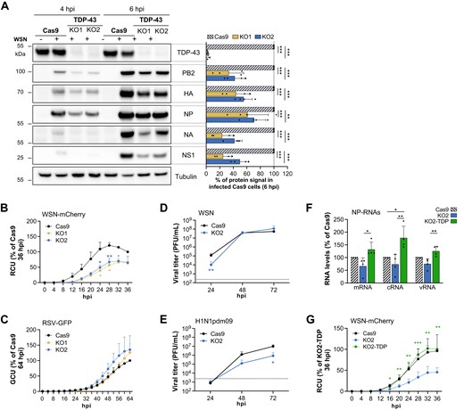 Viral growth is impaired in TDP-43 knock-out cells. (A) Effect of TDP-43 knock-out on the steady-state levels of viral proteins. A549-derived control cells (Cas9) or TDP-43 knock-out cells (KO1 and KO2) were infected with the WSN virus at a MOI of 5 PFU/cell. Total extracts were prepared at 4 and 6 hpi and were analysed by immunoblots using antibodies directed against the indicated proteins. Cropped blots are shown. The measured abundances for TDP-43 and the indicated viral proteins are normalized over the tubulin signal and expressed as percentages (100% : WSN-infected Cas9 cells at 6 hpi). The data shown are the mean ± SD of four independent experiments. **P < 0.01; ***P < 0.001 (two-way ANOVA and Dunnett's multiple comparisons test, reference: Cas9). (B, C) Effect of TDP-43 knock-out on viral growth. Cas9 (black curve), KO1 (yellow curve) and KO2 cells (blue curve) were seeded on 96-well plates, infected with the WSN-PB2-2A-mCherry (B) of RSV-GFP (C) virus at a MOI of 0.01 and 0.1 PFU/cell, respectively, and placed in the Incucyte S3 instrument for real-time monitoring of the fluorescence levels. The data shown (RCU or GCU: Red or Green Calibrated Units) are expressed as percentages of the signal measured on Cas9 cells at the latest time point and are the mean ± SD of three independent experiments performed in triplicates. *P < 0.05; **P < 0.01 (two-way ANOVA with a Dunnett's multiple comparisons test, reference: Cas9). (D, E) Effect of TDP-43 knock-out on the production of infectious influenza viral particles. Cas9 (black curve) or KO2 cells (blue curve) were infected with the WSN (D) or a seasonal H1N1pdm09 (E) virus at a low MOI (0.0003 and 0.003 PFU/cell, respectively). The supernatants were collected at the indicated time-points and viral titers were determined by plaque assay. The data shown are the mean ± SD of three independent experiments in triplicates. Triplicate samples were pooled before titration. Dotted line: viral input. *P < 0.05; **P < 0.01, two-way ANOVA after log10 transformation of the data and Sidak's multiple comparisons test). (F) Effect of TDP-43 knock-out and rescue on the accumulation of influenza virus NP-RNAs. Cas9, KO2 or KO2 cells rescued with the wild-type TDP-43 (KO2-TDP) were infected with the WSN virus at a MOI of 3 PFU/cell. Total RNAs were extracted at 5 hpi and subjected to strand-specific RT-qPCR as described in (45). RNA steady-state levels were normalised to GAPDH and analysed using the 2−ΔΔCT method. The data shown are expressed as percentages (100%: Cas9 cells) and are the mean ± SD of four independent experiments performed in triplicates. *P < 0.05; **P < 0.01; ***P < 0.001 (one-way ANOVA and Tukey's multiple comparisons test). (G) Effect of TDP-43 gene rescue on influenza virus growth. Cas9 (black curve), KO2 (blue curve) and KO2-TDP cells (green curve) were seeded on 96-well plates, infected with the WSN-PB2-2A-mCherry virus at a MOI of 0.01 PFU/cell and placed in the Incucyte S3 instrument for real-time monitoring of the fluorescence levels. The data shown (RCU) are expressed in percentages (100%: KO2-TDP cells at 36 hpi) and are the mean ± SD of five independent experiments performed in triplicates. *P < 0.05; **P < 0.01, ***P < 0.001 (two-way ANOVA and Dunnett's multiple comparisons test, reference: KO2 cells).