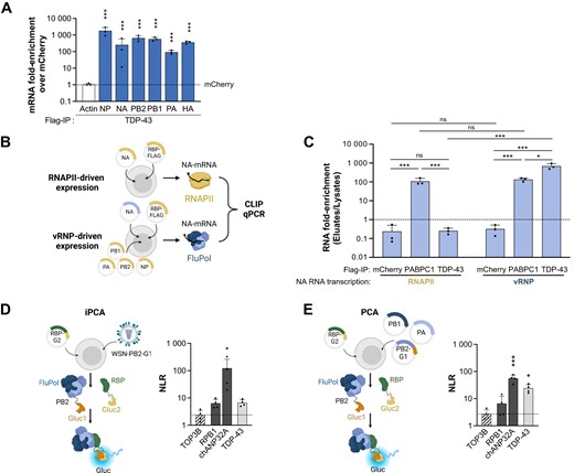 TDP-43 binds to the viral polymerase (FluPol). (A) TDP-43 binding to influenza virus mRNAs beyond the NP- and NA-mRNAs. The RNAs co-purified with TDP-43 in the experiments shown in Figure 3B were analysed by RT-qPCR using primers specific for the PB2-, PB1-, PA- and HA-mRNAs. For each mRNA, the enrichment-fold with TDP-43 over the mCherry control (dotted line) was plotted. The data shown are the mean ± SD of three independent experiments in triplicates. The data shown for NP-, NA- and actin-mRNAs are the same as in Figure 3B. *P < 0.05; **P < 0.01; ***P < 0.001 (two-way ANOVA after log10-transformation of the data and Dunnett's multiple comparisons test, reference: mCherry). (B) Schematic representation of the conditions used for RNAPII-driven or vRNP-driven synthesis of the NA-mRNA. HEK-293T cells were co-transfected with the RPB-Flag expression plasmid and a pcDNA-NA expression plasmid (top), to get NA-mRNA transcribed by the cellular RNAPII. Alternatively, HEK-293T were co-transfected with the RPB-Flag expression plasmid, pcDNA-PB1, PB2, PA and -NP plasmids, and a pPolI-NA plasmid that expresses the NA viral genomic RNA (bottom), to get NA mRNA transcribed by the viral polymerase. At 24 hpt, cell lysates were prepared, and CLIP-qPCR was performed as described above (Figure 3B). Created with Biorender.com. (C) Binding of TDP-43 to the influenza NA-mRNA in the two experimental conditions described in (B). HEK-293T cells were transfected with an mCherry-, PABPC1- or TDP-43- 3xFlag expression plasmid, alongside with plasmids allowing the transcription of the NA-mRNA by the cellular RNAPII or the viral polymerase. At 48 hpt, cell lysates were prepared, CLIP-qPCR was performed, and the levels of NA-mRNA, NA-vRNA and actin-mRNA were determined in the lysates and the eluates (Supplementary Figure S7A). The NA mRNA enrichment-folds in the eluates over the lysates were plotted (dashed line: elutate to lysate ratio of 1). The data shown are the mean ± SD of three independent experiments in triplicates. ns: non significant; *P < 0.05; ***P < 0.001 (two-way ANOVA after log10-transformation of the data and Tukey's multiple comparisons test, only the most relevant statistics are shown). (D, E) Cell-based RBP-FluPol binding assays. Schematic representation of the protein complementation assays (iPCA and PCA) based on two subdomains of the Gaussia luciferase, Gluc1/Gluc2 or G1/G2, are shown. HEK-293T cells were transfected with a plasmid encoding the RBP of interest fused to Gluc2 (RBP-Gluc2), and either infected with a recombinant WSN influenza virus expressing a Gluc1-tagged polymerase for iPCA (D) or co-transfected with expression plasmids for a WSN-derived, Gluc1-tagged viral polymerase for PCA (E). An active Gaussia luciferase is reconstituted when a direct RBP-FluPol interaction occurs. Luciferase activities were measured in iPCA cell lysates at 6 hpi (D) or in PCA cell lysates at 24 hpt (E). Normalised Luminescence Ratios (NLRs) were calculated as described in the Methods section. The dotted line represents the NLR measured for the TOP3B protein, which was selected as a stringent negative control based on previously published data (19). The RPB1 and chANP32A proteins were used as positive controls. The data shown are the mean ± SD of four independent experiments performed in triplicates. *P < 0.05, ***P < 0.001 (one-way ANOVA and Dunnett's multiple comparisons test, reference: TOP3B). Created with Biorender.com.