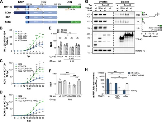 TDP-43 is recruited to viral mRNA via an interaction with the viral polymerase (FluPol). (A) Schematic representation of TDP-43 subdomains and deletion mutants. Nter: N-terminal domain; RBD: RNA-binding domain; Cter: C-terminal domain; NLS: Nuclear Localization Domain; RRM1 and RRM2: RNA Recognition Motifs 1 and 2; Q/N: Glutamine/Asparagine-rich region; Gly-rich: Glycine-rich region. Amino-acid substitutions are indicated. ΔCter: deletion of Cter; ΔNter: deletion of Nter. Created with Biorender.com. (B–D) Effect of gene rescue with wild-type or mutant TDP-43 proteins on viral growth. TDP-43 knock-out (KO2, blue curve) and wild-type (TDP, green curve) or mutant (ΔCter, RBD, ΔNter, E17R, M337V, F147L-F149L, black curves, open symbols) gene rescued cells were seeded on 96-well plates, infected with the WSN-PB2-2A-mCherry virus at a MOI of 0.01 PFU/cell and placed in the Incucyte S3 instrument for real-time monitoring of the fluorescence levels. The data (RCU) are expressed in percentages (100%: KO2-TDP cells at 36 hpi) and are shown as the mean ± SD of five (B, C) or three (D) independent experiments performed in triplicates. The data in (B, C) and in Figure 4G were generated in parallel, however for increased readability they were represented in three separate graphs, with the KO2 (blue curve) and wild-type gene rescue cells (green curve) being used as a common reference in all graphs. *P < 0.05; **P < 0.01 (two-way ANOVA and Dunnett's multiple comparisons test, reference : KO2 cells). (E) RNase sensitivity of the interaction between TDP-43 and FluPol. Split-luciferase-based PCA was performed in HEK-293T cells transiently expressing the indicated wild-type (wt) or mutant TDP-43 proteins fused to Gluc2 and WSN-PB2-Gluc1, PB1 and PA. As an RNase-dependent interaction control, the cellular ANP32A protein (fused to Gluc2) and viral NP protein (fused to Gluc1) were co-expressed. After 24 hpt, cell lysates were split in two halves which were supplemented with RNase A (hatched bars) or not (solid bars) and incubated for 30 min at 37°C prior to luciferase activity measurement. The data shown are expressed as NLR and are the mean ± SD of four independent experiments performed in triplicates. ***P < 0.001; ns: non significant (two-way ANOVA and Tukey's multiple comparisons test, only the most relevant statistics are shown). (F) Mapping of TDP-43 binding domain to the FluPol. Split-luciferase-based PCA was performed as in Figure 5E. The indicated wt or mutant TDP-43 proteins tagged with Gluc2 were transiently co-expressed with WSN-PB2-Gluc1, -PB1 and -PA. The data shown are the mean ± SD of nine independent experiments performed in triplicates. ***P < 0.001 (one-way ANOVA and Tukey's multiple comparisons test, only the most relevant statistics are shown). (G) Proximity labelling of TDP-43 in WSN-infected cells. KO2 cells were rescued with TurboID-fused TDP-43, either wt or ΔCter. KO2 cells rescued with untagged wt TDP-43 were used as a control. Proximity labelling based assays were performed on cells infected with the WSN virus at a MOI of 5 PFU/cell (+) or mock-infected (–). At 5 hpi, cells were treated with 50 μM biotin for 10 min. Cell lysates were prepared and biotinylated proteins were purified on Streptavidin-beads. Lysates and eluates were analysed by western blot. The measured abundances of PB2, PA and HA proteins are expressed as eluate to lysate ratios and as the mean ± SD of three independent experiments. *P< 0.05; **P < 0.01 (two-way ANOVA with a Tukey's multiple comparisons test). (H) Binding of TDP-43 mutants to the influenza NP-mRNA. HEK-293T cells transiently expressing the indicated wt or mutant TDP-43 proteins fused to 3xFlag, or the mCherry-3xFlag protein, were infected with the WSN virus at a MOI of 5 PFU/cell. At 5 hpi cell lysates were prepared and CLIP-qPCR was performed. The Flag-tagged proteins were detected by western blot (Supplementary Figure S11C), and the levels of NP-mRNA and LRPPRC-mRNA were determined in the lysates (Supplementary Figure S11D) and in the eluates (this figure). The mRNA enrichment-folds over the mCherry control (dotted line) were plotted. The data shown are the mean ± SD of three independent experiments in triplicates. ns: non significant; ***P < 0.001 (two-way ANOVA after log10-transformation of the data and Tukey's multiple comparisons test, only the most relevant statistics are shown).