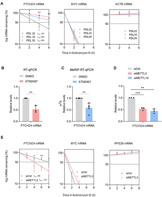 m6A modification enhances PTCHD4 mRNA stability and abundance in senescent WI-38 cells. (A) To measure mRNA stability, WI-38 cells that were either proliferating (∼PDL22) or rendered senescent by replicative exhaustion (pre-senescent at ∼PDL40 or fully senescent at ∼PDL50), were treated with the inhibitor of RNA polymerase II Actinomycin D (2 μg/ml), and RNA was collected at the indicated times. RT-qPCR analysis was used to measure the levels of PTCHD4 mRNA, the labile MYC mRNA and the stable ACTB mRNA, and normalized to the levels of 18S rRNA, a highly stable RNA that is not transcribed by RNA polymerase II. The half-lives (t1/2) were estimated as the time needed for each mRNA to reach one-half (50%, discontinuous line) of their abundance at time 0 h. (B, C) Presenescent WI-38 cells (∼PDL40) were incubated with the METTL3/METTL14 inhibitor STM2457 (2 μM) or with vehicle alone (DMSO) for 48 h, whereupon the levels of PTCHD4 mRNA (normalized to the levels or 18S rRNA, which are not influenced by METTL3 silencing) were measured by RT-qPCR analysis (B); or were incubated with STM2457 (2 μM) or DMSO for 24 h and the percentage of m6A methylated PTCHD4 mRNA (relative levels as percentage of the input) was measured by MeRIP-RT-qPCR analysis (C). (D) RT-qPCR analysis of PTCHD4 mRNA levels in WI-38 cells ∼PDL40 48 h after transfection with a control siRNA (siCtrl) or with siRNAs targeting METTL3 (siMETTL3) or METTL14 (siMETTL14). (E) In WI-38 cells at ∼PDL40 that had been transfected for 6 h with Ctrl siRNA or siMETTL3 and 18 h later were treated with Actinomycin D as explained in (A), the stabilities of PTCHD4 mRNA, the labile control MYC mRNA, and the stable control RPS29 mRNA (each normalized to 18S rRNA levels) were assessed by RT-qPCR analysis. Data in (A-E) represent the means and S.D. from at least three biological replicates; statistical significance (**P< 0.01; ***P< 0.001) was established using Student's t-test.