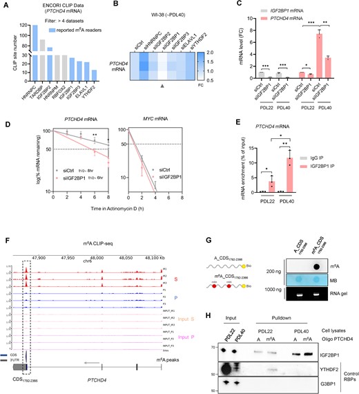 IGF2BP1 binds to m6A-modified regions of PTCHD4 mRNA, promotes PTCHD4 mRNA stability in senescent cells. (A) RNA-binding proteins (RBPs) interacting with PTCHD4 mRNA in at least 4 different m6A-eCLIP-seq datasets (ENCORI database), sorted according to the number of identified binding sites; m6A readers are highlighted in blue. (B) WI-38 cells at ∼PDL40 were transfected for 6 h with siCtrl or siRNAs targeting individual m6A reader RBPs; 48 h later, total RNA was extracted and the levels of PTCHD4 mRNA were quantified by RT-qPCR analysis; the reduction in PTCHD4 mRNA levels after IGF2BP1 silencing is indicated (arrowhead). (C) WI-38 cells at ∼PDL22 or ∼PDL40 were transfected with siCtrl or siRNAs targeting IGF2BP1; 48 h later, total RNA was extracted and the levels of IGF2BP1 and PTCHD4 mRNAs were quantified by RT-qPCR analysis. (D) The stability of PTCHD4 mRNA was measured in WI-38 cells (∼PDL40) that had been transfected for 6 h with siCtrl or siIGF2BP1; 24 h later, cells were treated with 2 μg/ml Actinomycin D, total RNA was collected at the times shown, and mRNA levels were measured by RT-qPCR analysis and normalized to the level of 18S rRNA. Half-lives (t1/2) were estimated as the times needed for PTCHD4 mRNA to reach one-half (50%, discontinuous line) of its abundance at time 0 h in each group. MYC mRNA was included as a control labile transcript. (E) Binding of IGF2BP1 to PTCHD4 mRNA in WI-38 cells (∼PDL22 or ∼PDL40) was verified by RIP analysis. After RIP using IgG or anti-IGF2BP1 antibodies, the presence of PTCHD4 mRNA in the IP material was measured by RT-qPCR analysis and represented as percentage of the input. (F) Total RNA extracted from proliferating and senescent (IR-IS) WI-38 cells was subjected to m6A-eCLIP and RNA-seq analysis to identify m6A peaks on PTCHD4 mRNA. The Genome Browser tracks (using pyGenomeTracks) display the m6A-eCLIP-seq read distributions in PTCHD4 mRNA in proliferating and senescent WI-38 cells. The black dotted line indicates the region with the highest m6A enrichment in senescent cells compared to proliferating cells, located within the coding region (CDS1792-2366). Data are available at GEO (GSE247621). (G) m6A dot blot and RNA electrophoresis of biotinylated in vitro-transcribed RNA corresponding to the CDS1792-2366 of PTCHD4 mRNA, either unmodified or randomly methylated by addition of m6ATP in the reaction mix (A:m6A ratio of 4:1). The m6A dot blot, prepared with 200 ng RNA, was used to monitor the methylation of the in vitro-transcribed RNA. Equal loading of the transcribed RNA molecules was assessed by staining with methylene blue, and their integrity and purity were confirmed by visualization of the RNA after electrophoresis (‘RNA gel’). (H) Whole-cell lysates from WI-38 cells (∼PDL22 or ∼PDL40) were incubated with in vitro-transcribed, biotinylated RNAs corresponding to the CDS1792-2366 of PTCHD4 mRNA, either methylated or unmethylated; the complexes were pulled down using streptavidin beads, and the presence of IGF2BP1 among the bound proteins was determined by western blot analysis. Control proteins G3BP1 (predicted to not bind) and YTHDF2 (predicted to bind) were included. Input, 10 μg of total lysate used in the IP reaction. Data in (C–E) represent the means and S.D. from at least three biological replicates; statistical significance (*P< 0.05; **P< 0.01; ***P< 0.001) was established using Student's t-test. Other data are representative of three or more biological replicates.