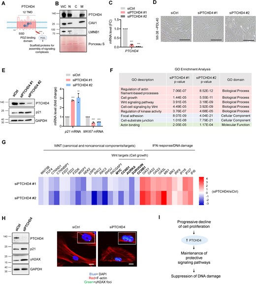PTCHD4 protein counteracts growth arrest and DNA damage in pre-senescent cells. (A) Schematic of PTCHD4 domains and cellular localization, created using BioRender; TMD, transmembrane domains; SSD, sterol sensing domain; PDZ proteins, cytoplasmic adapters that function as scaffolds for the assembly of signaling complexes. (B) Pre-senescent WI-38 cells (∼PDL40) were subjected to subcellular fractionation and western blot analysis to examine the distribution of PTCHD4 protein among crude nuclei (N), cytosol (C) and membrane rafts derived from the plasma membrane and intracellular organelles (M); WC, whole-cell extracts. Caveolin-1 (CAV1) and lamin B1 (LMNB1) were used as markers of membrane rafts and nuclei, respectively. Ponceau S was used to monitor equal loading and transfer. (C–E) WI-38 cells at ∼PDL40 were transfected for 6 h with siCtrl or individual PTCHD4-targeted siRNAs (siPTCHD4 #1 and siPTCHD4 #2); 48 h later, the level of silencing was evaluated by RT-qPCR analysis (C), and cell morphology and confluency were assessed by phase-contrast microscopy (scale bar: 100 μm) (D). The levels of PTCHD4, the growth arrest marker p21, and the loading control GAPDH were then assessed by western blot analysis (E, left), and the levels of p21 mRNA and MKI67 mRNA (normalized to GAPDH mRNA and 18S rRNA) were quantified by RT-qPCR analysis (E, right). (F) WI-38 cells at ∼PDL40 were transfected as in (C); 48 h later, RNA was collected and processed for RNA-seq analysis (GSE247621) and Gene Ontology (GO) enrichment analysis was performed. The GO terms over-represented and shared between the siPTCHD4 #1 and siPTCHD4 #2 transfection groups (relative to siCtrl) are indicated. The GO analysis included mRNAs that were differentially expressed at P< 0.05, |FC| > 1.5, and either upregulated or downregulated after PTCHD4 silencing. (G) WI-38 cells at ∼PDL40 were transfected with PTCHD4-targeted siRNAs and were subjected to RNA-seq analysis as described in (F); the heatmap shows representative mRNAs encoding protein components and/or targets of the Wnt pathway in cells transfected with siPTCHD4 #1 or siPTCHD4 #2, when compared to siCtrl (blue, lower than siCtrl; red, higher than siCtrl; unit:log2FC). The heatmap also includes representative mRNAs belonging to the interferon response pathway, often elevated following DNA damage. (H) WI-38 cells (∼PDL40) were transfected with either siCtrl or pooled PTCHD4-directed siRNAs (siPTCHD4) for 6 h, and harvested or fixed 48 h later. Western blot analysis (left) and immunofluorescence analysis (right) were performed to assess the levels of γH2AX, a marker of DNA damage and DNA foci. PTCHD4 levels were monitored to confirm the silencing efficiency; p21 levels were evaluated as a marker of growth arrest and DNA damage, and GAPDH as a loading control. In immunofluorescent micrographs, F-actin (red) was used to highlight the extensive cytoskeletal reorganization and DAPI (blue) to stain the nuclei. Scale bar: 20 μm. (I) Schematic of the proposed role of PTCHD4. As the senescent program advances, the rise in PTCHD4 helps to serve a protective role as a scaffold protein for the establishment of signal transduction pathways (including the mitotic Wnt pathway) to counteract growth arrest and DNA damage. Data in (C,E) represent the means and S.D. from at least three biological replicates; statistical significance (**P< 0.01; ***P< 0.001) was established using Student's t-test. Other data are representative of three or more biological replicates.