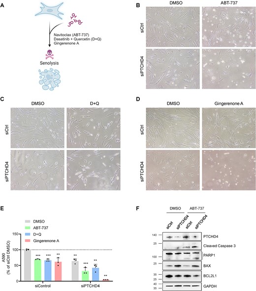 PTCHD4 promotes senescent-cell survival and resistance to senolysis. (A) Schematic representation of senolytic compounds analyzed; created using BioRender. (B–D) WI-38 cells at ∼PDL40 were transfected for 6 h with siCtrl or with pooled PTCHD4 siRNAs (siPTCHD4). Forty-eight h later, cells were treated with ABT-737 (10 μM) (B), with D + Q (20 μM + 8 μM) (C), with Gingerenone A (20 μM) (D), or with vehicle alone (DMSO) for 24 h, whereupon micrographs were taken. (E) For each treatment described in (B–D), the number of adherent cells was quantified by crystal violet staining and OD reading at 590 nm; values are shown as percentages relative to siCtrl-transfected cells treated with vehicle (DMSO). (F) WI-38 cells were treated as in (B) and the whole-cell lysates were subjected to western blot analysis to assess the level of PTCHD4 protein, pro-apoptotic markers (BAX, cleaved PARP1, and cleaved Caspase-3), anti-apoptotic markers (BCL2L1), and loading control GAPDH. Data in (E) represent the means and S.D. from at least three biological replicates; statistical significance (**P< 0.01; ***P< 0.001) was established using Student's t-test. Other data are representative of three or more biological replicates.