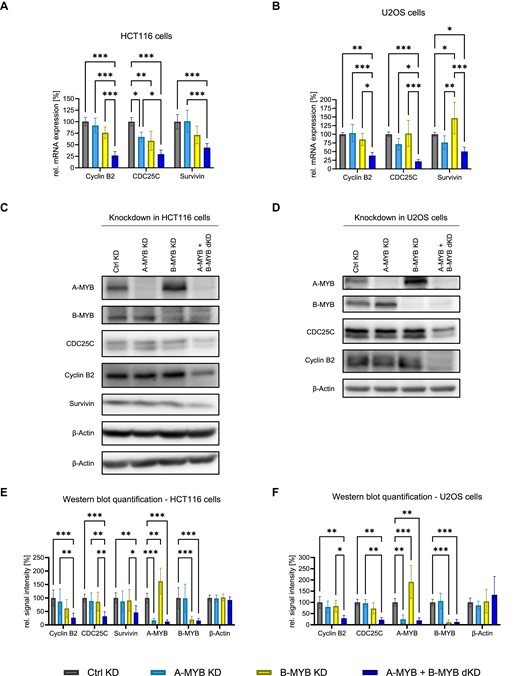 Only combined knockdown of A-MYB and B-MYB leads to a substantial decrease of Cyclin B2, CDC25C, and SURVIVIN expression. Forty-eight hours after knockdown with targeting (KD, dKD) and non-targeting (neg. control, Ctrl KD) siRNAs, cells were harvested for protein and RNA analysis. Cyclin B2, CDC25C, and SURVIVIN mRNA expression after knockdown was determined by RT-qPCR in extracts from HCT116 (A) and U2OS (B) cells (n = 4). Following knockdown, HCT116 (C) and U2OS (D) protein extracts were analyzed by Western Blot. β-Actin was used as a loading control. The relative signal intensity of bands was quantified for HCT116 (E) (n = 6) and U2OS (F) cells (n = 5). Mean ± SD are given, and significances were calculated by two-way ANOVA (*P < 0.05; **P < 0.01; ***P < 0.001).