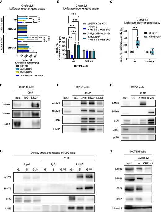 A-MYB regulates Cyclin B2 by indirectly binding to its CHR promoter element through MuvB. (A) siRNA knockdown was performed in HCT116 (n = 5) and U2OS (n = 4) cells. Twenty-four hours after knockdown, cells were transfected with luciferase reporter constructs carrying the wild-type (wt) or CHR-mutated (CHRmut) Cyclin B2 promoter. Forty-eight hours after knockdown, luciferase activity was quantified from cell lysates. Differences between B-MYB KD and A-MYB + B-MYB dKD are statistically not significant. (B) To rescue HCT116 cells from siRNA knockdown of A-MYB and B-MYB, cells were transfected with the mouse A-Myb-overexpressing plasmid mA-Myb-GFP or the empty vector pEGFP as well as luciferase reporter constructs carrying the wild-type (wt) or CHR-mutated (CHRmut) Cyclin B2 promoter in parallel to the siRNA transfections. Forty-eight hours after knockdown, luciferase activity was quantified from cell lysates (n = 3). (C) For luciferase assays after mouse A-Myb overexpression, HCT116, RPE-1, Hep3B or HeLa cells were transfected with the mAmyb-GFP overexpression vector as well as luciferase reporter constructs carrying the wild-type (wt) or CHR-mutated (CHRmut) Cyclin B2 promoter. Forty-eight hours after knockdown, luciferase activity was quantified from cell lysates (n = 12). (D) Binding of A-MYB to LIN37 was tested in CoIP assays with HCT116 native protein extracts. As controls, E2F4 representing the DREAM complex and B-MYB as MMB component were precipitated (representative experiment of n = 4). (E) Binding of A-MYB to the MuvB core components LIN9, LIN37 and LIN54 was tested in CoIP assays with RPE-1 native protein extracts. As controls, LIN9 and LIN37 representing the MuvB core complex and B-MYB as an MMB component were precipitated (representative experiment of n = 3). (F) Binding of the MuvB core to A-MYB was tested in CoIP assays with RPE-1 native protein extracts. As negative control, p130 representing the DREAM complex was precipitated (representative experiment of n = 3). (G) T98G cells were synchronized in the cell cycle by density arrest and released for 15 h or 24 h into the cell cycle to obtain cell populations enriched in G0, S and G2/M phase, respectively. From each time point, native protein extracts were isolated and subjected to a LIN37 CoIP. Binding of DREAM and MMB components B-MYB, E2F4, and LIN37 as well as A-MYB was analyzed by Western blot (representative from n = 3). (H) Binding of A-MYB to wild-type (wt) and CHR mutant (CHRmut) Cyclin B2 promoter probes in DNA-affinity purification was analyzed by Western blot (representative of n = 3). Mean ± SD are given, and significances were calculated by two-way ANOVA (*P < 0.05; **P < 0.01; ***P < 0.001).