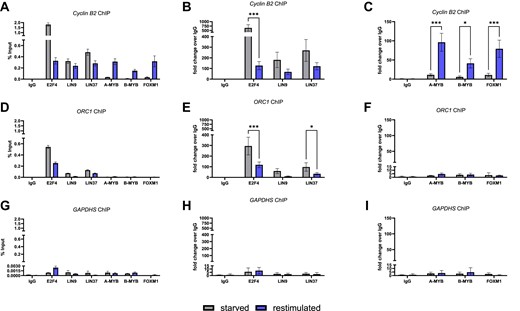 A-MYB binds the Cyclin B2 promotor dependent on the cell cycle. RPE-1 cells were cultivated under growth factor withdrawal (starved) und restimulated by growth factor addition to distinguish between a G0- and an S/G2/M-enriched condition. Promoter binding of DREAM and MMB components was analyzed by ChIP. The relative enrichment of the Cyclin B2 promoter (A), the ORC1 promoter (early cell cycle gene) (D), and the negative control GAPDHS promoter (G) is visualized relative to the input DNA (representative experiment of n = 3). Binding of DREAM components to the Cyclin B2 promoter (B), the ORC1 promoter (E), and the GAPDHS promoter (H) was analyzed relative to the IgG negative control of the starved condition (n = 3). Binding of the activating MMB components B-MYB and FOXM1 as well as A-MYB to the Cyclin B2 promoter (C), the ORC1 promoter (F), and the GAPDHS promoter (I) was analyzed relative to the IgG negative control of the starved condition (n = 3).). Mean ± SD are given, and significances were calculated by two-way ANOVA (*P < 0.05; **P < 0.01; ***P < 0.001).