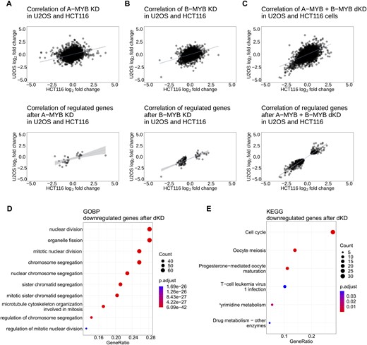 A-MYB and B-MYB double knockdown but not single knockdowns influence RNA expression. Affected target genes are associated with mitosis. The correlation of expression of all RNA-seq hits (upper diagrams) and differentially expressed genes (lower diagrams) in HCT116 (log2 fold-change on the x-axis) and U2OS cells (log2 fold-change on the y-axis) was generated for (A) A-MYB KD, (B) B-MYB KD and (C) A-MYB + B-MYB dKD relative to the control (Ctrl KD). Genes were considered differentially expressed, if the log2 fold-change adjusted P-value was <0.01. For each scatter plot a linear regression with a 95% confidence interval of all data points was calculated. For A-MYB + B-MYB dKD a GOBP (D) and KEGG (E) analysis of genes significantly downregulated in HCT116 and U2OS cells were performed. For linear regression values see Supplementary Table S3.