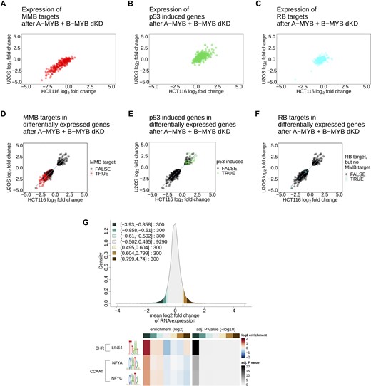 A-MYB + B-MYB double knockdown affects B-MYB-MuvB targets and leads to p53 target induction without affecting RB targets. The correlation of RNA-seq hits after A-MYB and B-MYB double knockdown in HCT116 (x-axis) and U2OS cells (y-axis) was filtered for (A) MYB-MuvB targets from targetgenereg.org in red, (B) p53 upregulated genes with a score ≥30 from targetgenereg.org in green, or (C) RB targets but not MYB-MuvB targets in targetgenereg.org in blue. To show the portion of each gene set within all regulated genes, the correlation of genes differentially expressed in HCT116 (x-axis) and U2OS cells (y-axis) was highlighted with (D) MYB-MuvB targets from targetgenereg.org in red, (E) p53 upregulated genes with a score ≥30 from targetgenereg.org in green, or (F) RB targets but not MYB-MuvB targets in targetgenereg.org in blue. For scatter plots (D, E and F) a linear regression with 95% confidence interval of all data points was calculated. To analyze the enrichment of motifs in the promoter regions of regulated genes after A-MYB + B-MYB dKD, the gene regulation in HCT116 and U2OS cells was averaged to a mean log2 fold-change and down- and upregulated genes were clustered in sets of 300 genes. The distribution of gene regulation after A-MYB + B-MYB dKD is shown as a density plot (G) with green scales for downregulated genes and brown scales for upregulated genes. The resulting seven clusters (3 downregulated gene clusters, 1 unregulated gene cluster, 3 upregulated gene clusters) were analyzed for motif enrichment from the JASPAR database in their core promoter region (−200 bp to +50 bp from the transcriptional start site). The enrichment and the significance of the enrichment are depicted as a heatmap (H) for each motif that was significantly (P < 0.05) enriched with a false discovery rate <10−3 in the up- or downregulated clusters. For linear regression values see Supplementary Table S3.