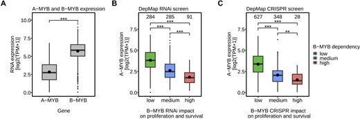 DepMap data reveal an association between increased A-MYB expression and low impact of B-MYB loss on proliferation and survival. (A) A cell line screen from the DepMap database compares the mRNA expression level of A-MYB and B-MYB in 2900 cell lines in a boxplot. Two additional boxplots based on the DepMap database correlate the mRNA expression of A-MYB (y-axis) with the impact of (B) B-MYB loss by siRNA knockdown (B-MYB RNAi gene effect on the x-axis) in 660 cell lines and (C) B-MYB knockout (B-MYB CRISPR gene effect on the x-axis) in 1003 cell lines on cell proliferation and survival. The impact of B-MYB loss was categorized into low (gene effect > −0.5), medium (gene effect ≤ −0.5 and > −1), or high (gene effect ≤ −1) negative effect on proliferation and survival. For these analyses the effects are considered relative to a set of genes, which cells are fully dependent on. The effects of those genes are set to −1. Significances were calculated by two-way ANOVA (*P < 0.05; **P < 0.01; ***P < 0.001).