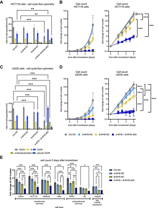 A-MYB compensates for B-MYB loss in proliferation and causes a lower rate of G2/M-arrested cells as well as a lower rate of DNA aberrations. siRNA knockdown was performed on HCT116 (A, B) and U2OS cells (C, D). For flow cytometric analysis of DNA content to evaluate cell cycle distribution, (A) HCT116 (n = 3) and (C) U2OS (n = 5) cells were harvested 48 h after knockdown. Significance tests were performed for the change of the cell population ratio between Ctrl KD and the other conditions. To evaluate the change in cell numbers after knockdown, (B) HCT116 (n = 3) and (D) U2OS cells (n = 3) were counted every 24 h beginning from the second day after siRNA transfection. To assure a stable knockdown throughout the experiment, cells were re-transfected with siRNA after 72 h. Graphs on the left show exponential regression on a linear scale and graphs on the right display the same regression on a logarithmic scale. (E) siRNA knockdown was performed on the transformed cell lines U2OS, HCT116, HEK293 and HeLa, the untransformed cell lines RPE-1, and BJ, as well as the transformed cell line Hep3B with reportedly low A-MYB expression. Cells were counted two days after knockdown. Mean ± SD are given, and significances were calculated by two-way ANOVA (*P < 0.05; **P < 0.01; ***P < 0.001). Exponential regression curves are displayed with 95% confidence intervals. Significances between exponential regression curves were calculated by Extra sum-of-squares F test (ns, not significant; ***P < 0.001).