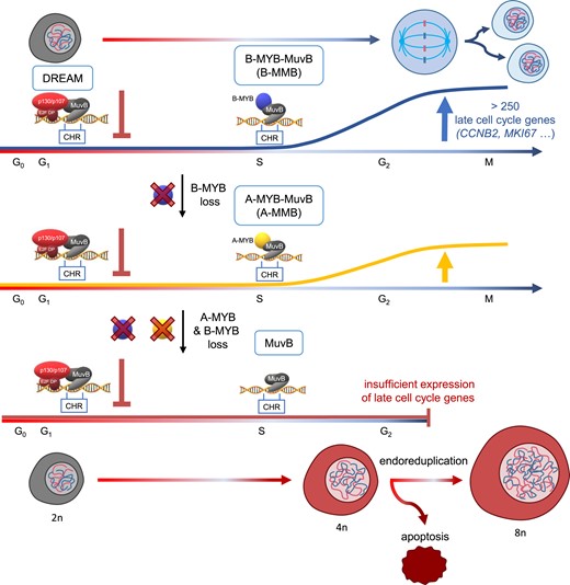 A-MYB substitutes for B-MYB in cell cycle gene regulation and cell proliferation. Loss of A-MYB and B-MYB leads to a G2/M arrest and subsequent endoreduplication as well as apoptosis. Ploidy is specified for resting diploid cells as examples.