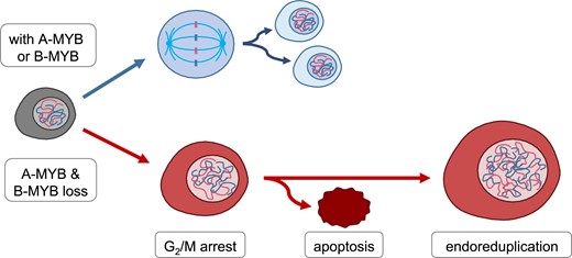 Graphical Abstract