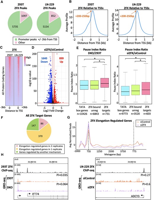 ZFX activates target genes by stimulating Pol2 pause release. (A) Shown are the numbers of ZFX peaks located inside or outside of promoter regions (defined as ± 2kb from TSSs) in 293T and LN-229 cells. (B) Average tag density profiles of ZFX ChIP-seq data centered at TSSs in 293T and LN-229 cells. (C) Heatmap of ZFX binding at all protein coding genes in 293T and LN-229 cells, ranked from high to low ZFX ChIP-seq signal in 293T cells. (D) Volcano plot showing RNA-seq data after siRNA-mediated knockdown of ZFX in LN-229 cells, compared to siControl; numbers of down- and up-regulated genes identified using Log2 FC >±0.58 and q-value <0.05 cut-offs are shown. (E) Left: Average pause index ratio (DKO/293T cells) at TATA box genes (blue), ZFX bound but not regulated genes (green), and ZFX target genes (pink); the numbers of genes in each category are shown. Right: Same as left, but plotting the pause index ratio of the indicated gene sets in siZFX- vs siControl-treated LN-229 cells. (F) Number of ZFX target genes regulated during elongation (PI ratio > 1.25). (G) GRO-seq metagene analysis of ZFX target genes regulated during elongation. (H) ZFX ChIP-seq and GRO-seq browser tracks at a ZFX target gene in 293T and DKO cells (left) and in LN-229 cells transfected with siC or siZFX (right).