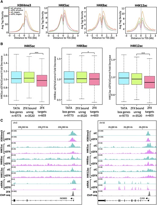 Reduction of ZFX results in decreased H4Kac at ZFX target genes. (A) Average H3K4me3 and H4K5/8/12ac tag density in siControl- and siZFX-treated cells at promoters of all active coding genes (siControl:green and siZFX:purple) and at promoters having robust binding of ZFX in control LN-229 cells (siControl:orange and siZFX:pink). (B) Boxplot showing fold decrease of H4K5ac, H4K8ac, and H4K12ac tags at TATA box promoters (blue), ZFX bound but not regulated promoters (green), and ZFX target genes (pink). (C) H3K4me3, H4K5ac, H4K8ac, H4K12ac and ZFX ChIP-seq and RNA-seq signals a ZFX target gene (left) and a ZFX bound, but unregulated gene (right).