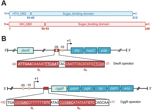 (A) Schematic representations of the domain organization of DeoR and CggR from Bacillus subtilis. The abbreviations stand for: HTH – helix-turn-helix, WH – winged helix-turn-helix. (B) Schematic representations of the operon and operator organization of the dra–nupC–pdp (at the top) and gapA (at the bottom) operons. The positions of the operators are indicated by red rectangles and the numbers of the positions in red. Palindromic sequences are in bold, and direct repeats are underlined.
